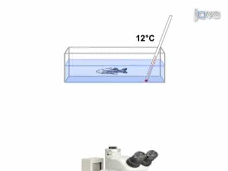 Intraperitoneal Injection into Adult Zebrafish