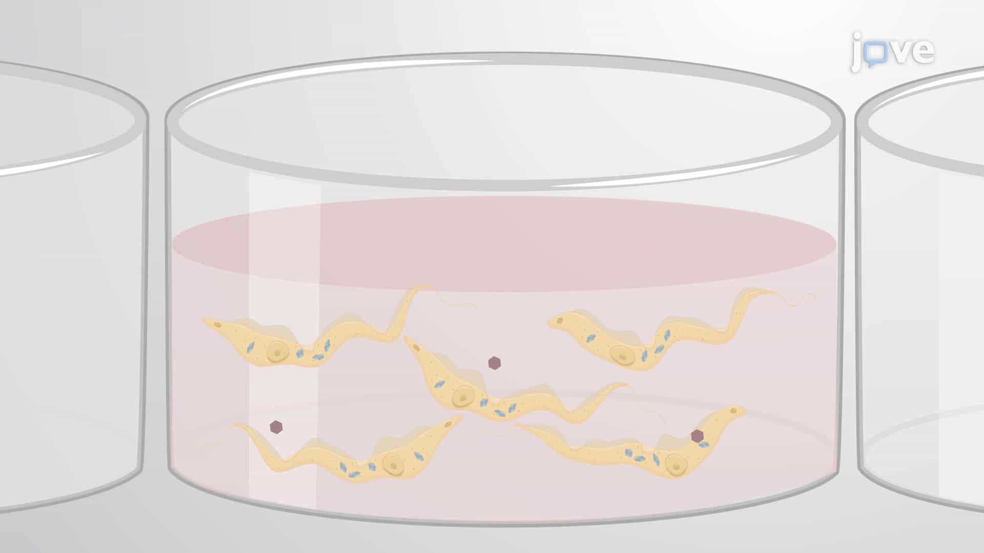 β-Galactosidase Assay to Evaluate Drug-Induced Cytotoxicity in Parasites