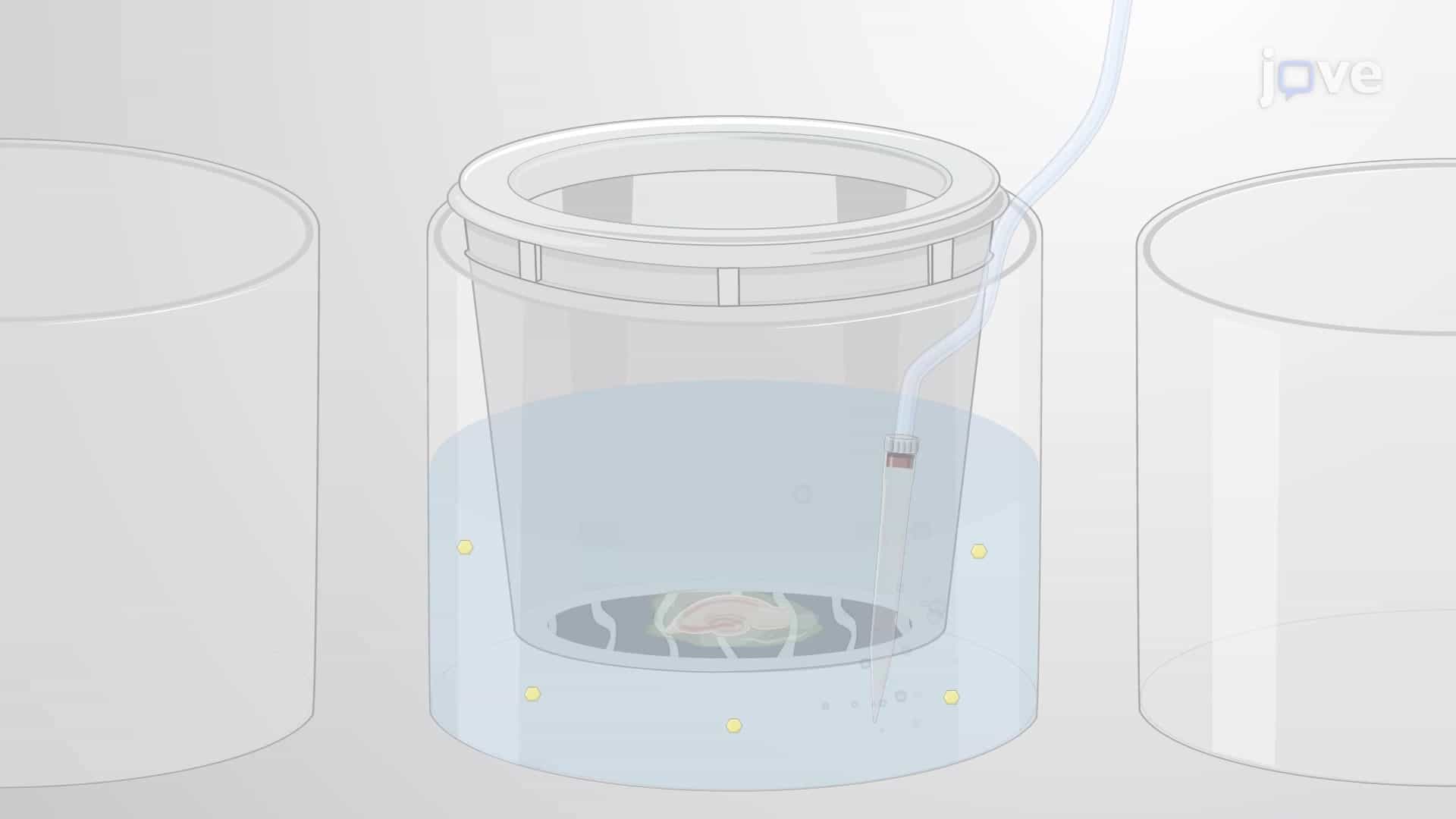 A Plate-Based Assay to Measure Monoamine Release from Brain Slices on Test Drug Exposure