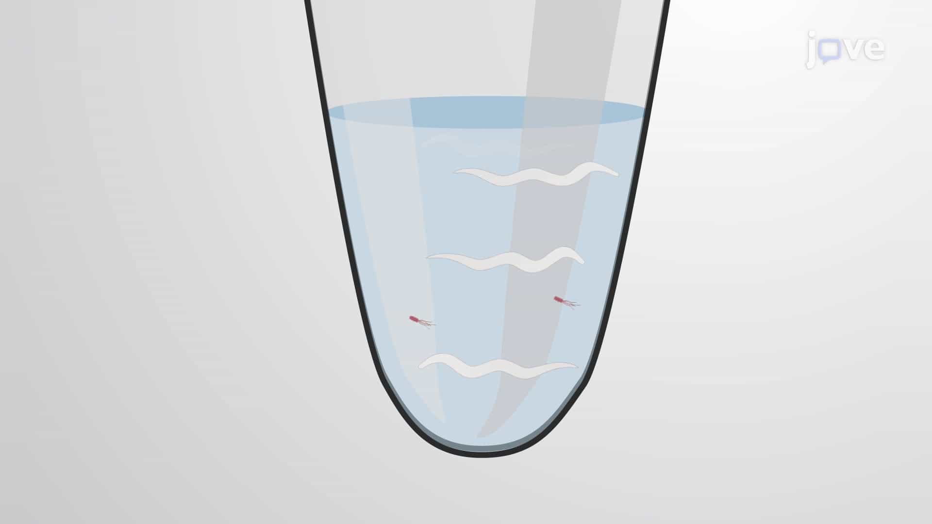 An Assay to Study Effect of Test Compound against PolyQ-Mediated Neurotoxicity in Worms