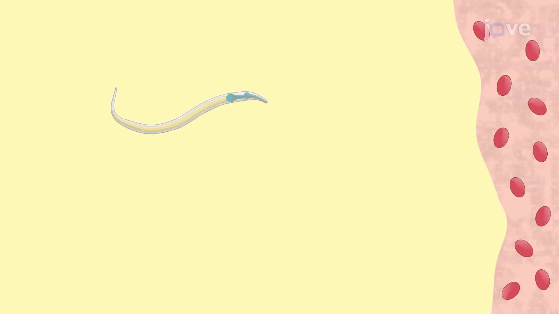 Examine Chemoavoidance Behavior in Transgenic Worms Using Osmotic Avoidance Assay