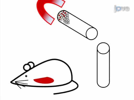Induction and Assessment of Class Switch Recombination in Purified Murine B Cells