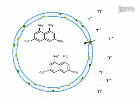 Gramicidin-based Fluorescence Assay; for Determining Small Molecules Potential for Modifying Lipid Bilayer Properties