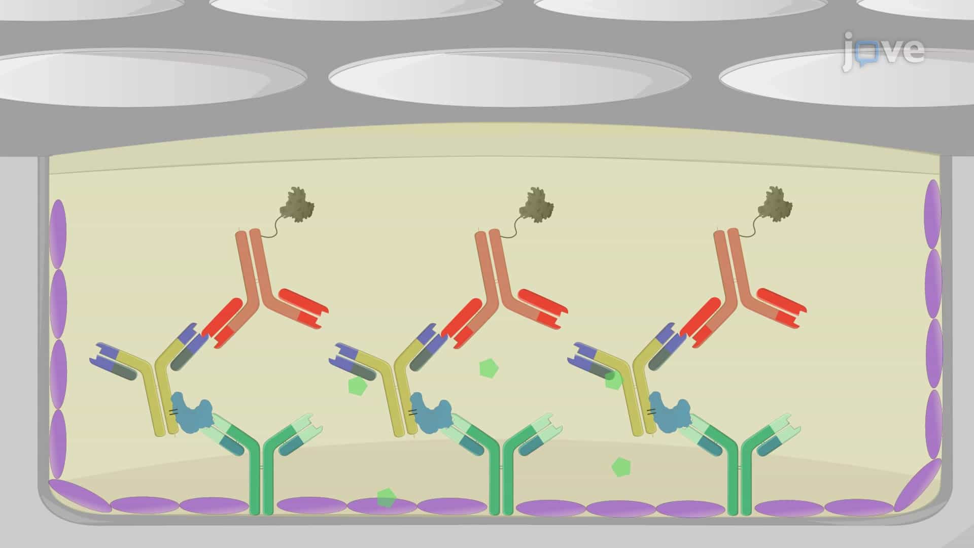 Enzyme-Linked Immunosorbent Assay to Verify Chemically-Coupled Antibody-Antigen Conjugates