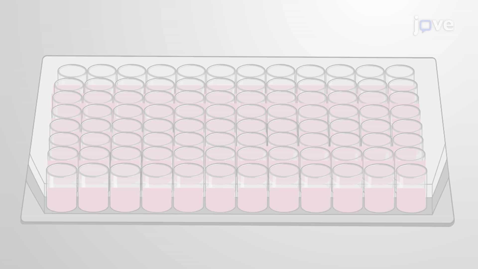 Pyruvate Assay for Estimation of Pyruvate Levels in Cellular Fractions of Worms