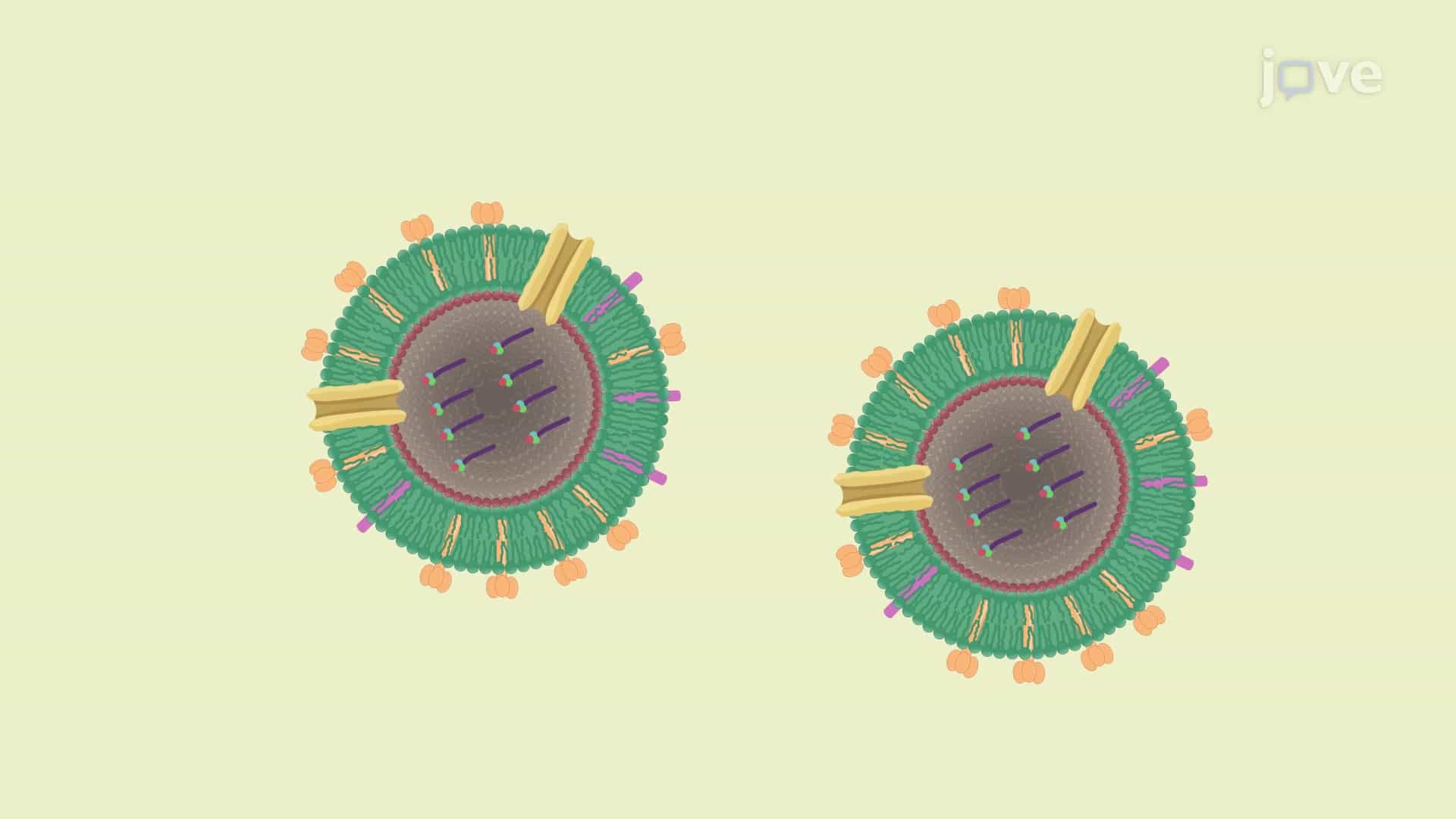 Cellular Impedance-Based Survival Kinetics Assay to Assess Virus Survival