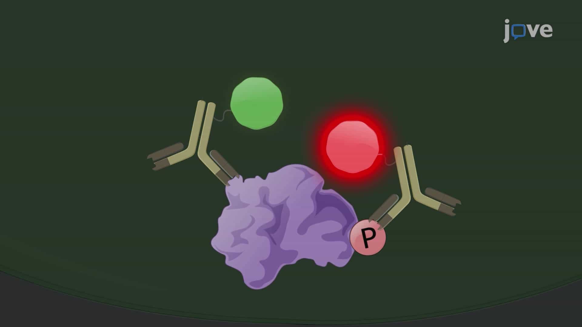 Time-Resolved Forster Resonance Energy Transfer for Monitoring Protein Phosphorylation in Cells