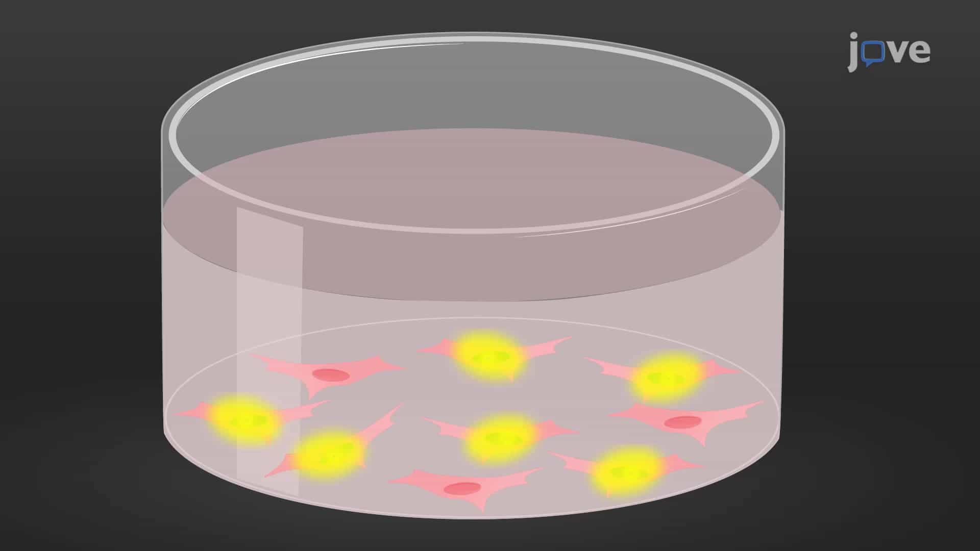 Split Luciferase Complementation Assay to Identify Specific Protein-Protein Interactions
