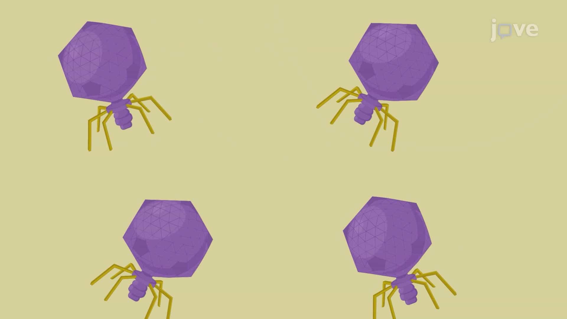 Quantitative Polymerase Chain Reaction to Enumerate Bacteriophages