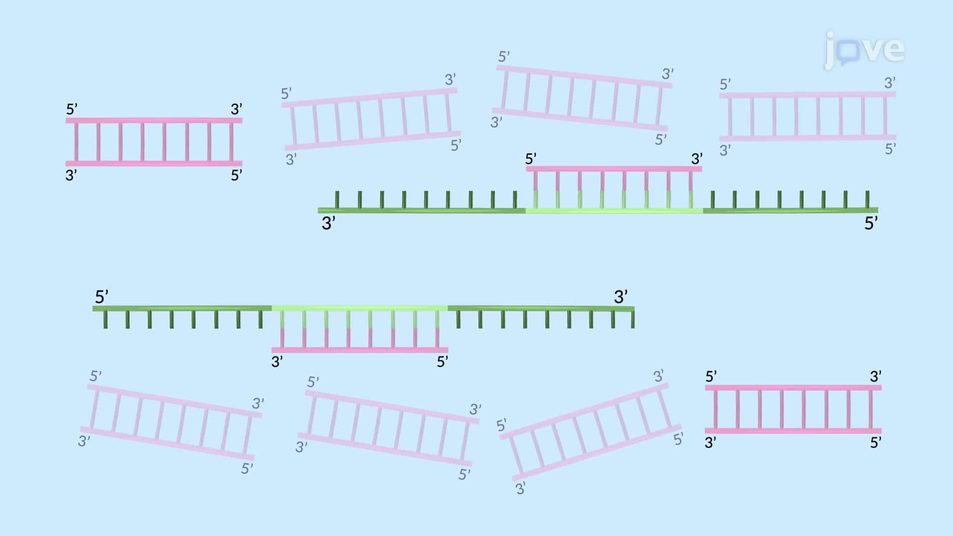 Nested-PCR to Detect a Specific Viral Genomic Sequence