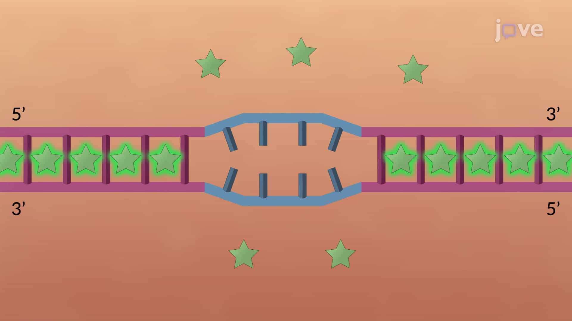 High-Resolution Melting PCR to Determine Sequence Variations in Mutant DNA Sequences