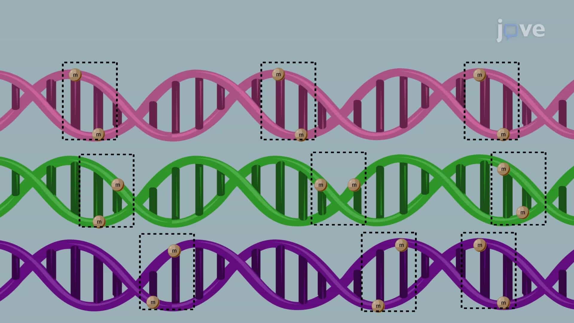 Multiplex Droplet Polymerase Chain Reaction to Detect DNA Methylation in Leukocytes