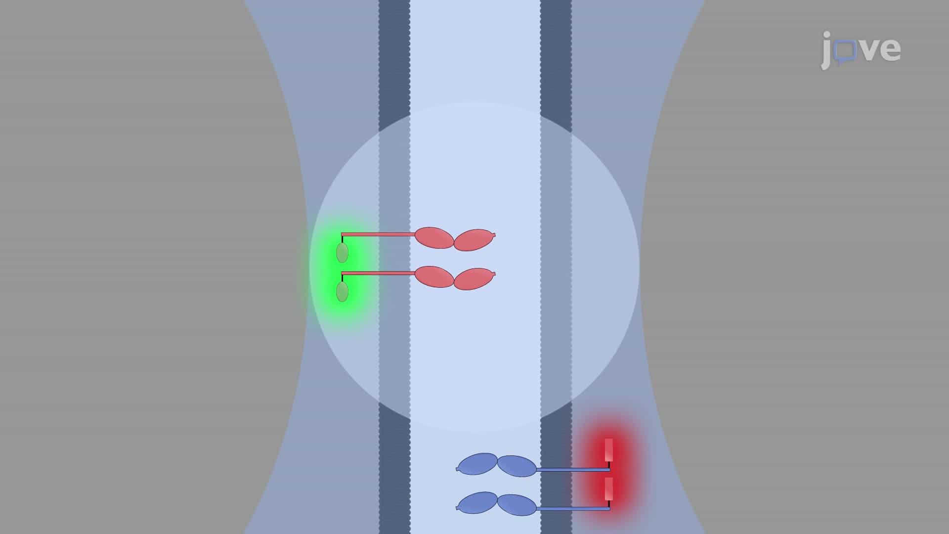Fluorescence Fluctuation Spectroscopy to Study Protein Interaction at Cell Contacts