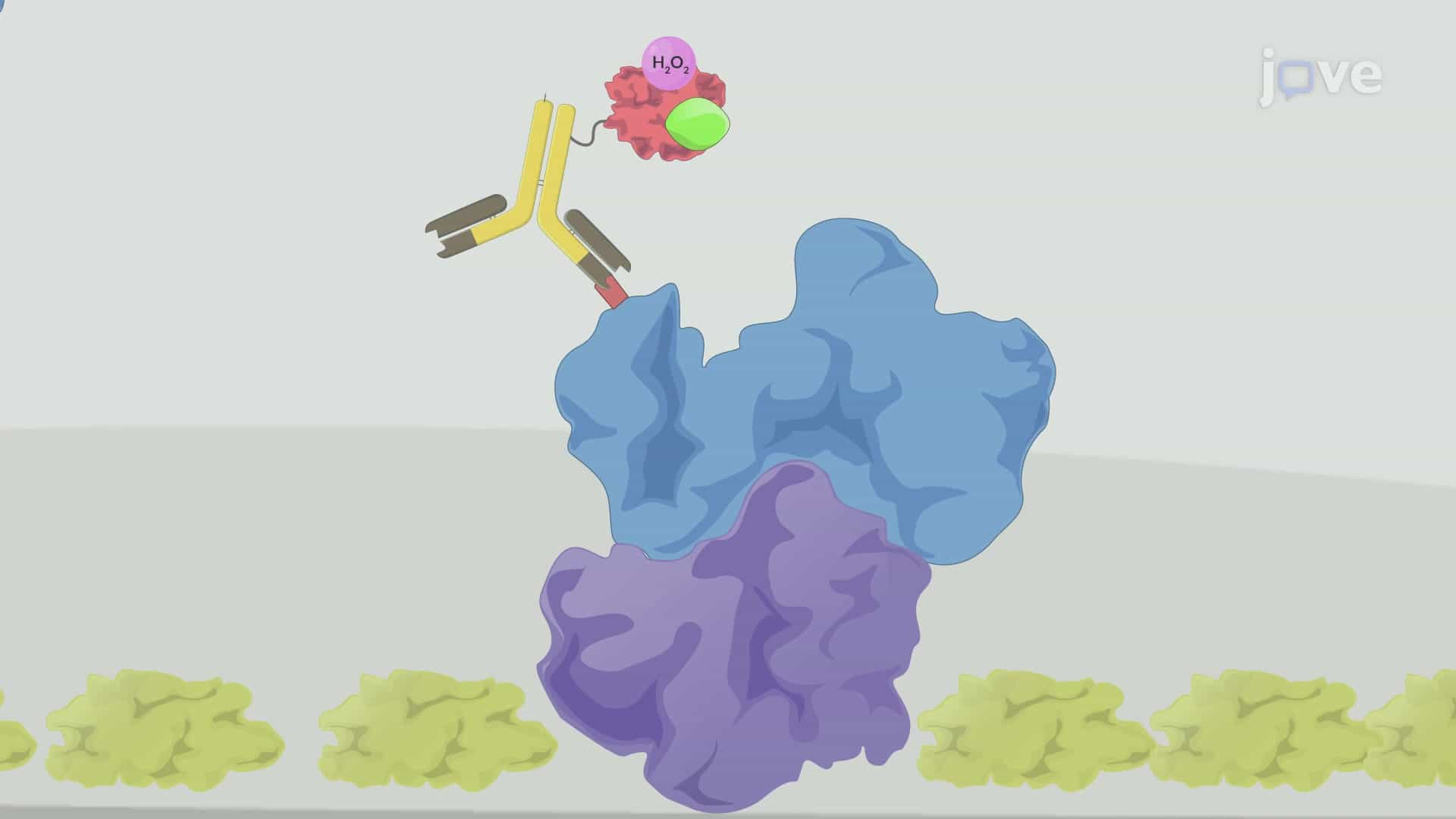 ELISA-Based Method to Analyze Interactions between Bait and Prey Proteins