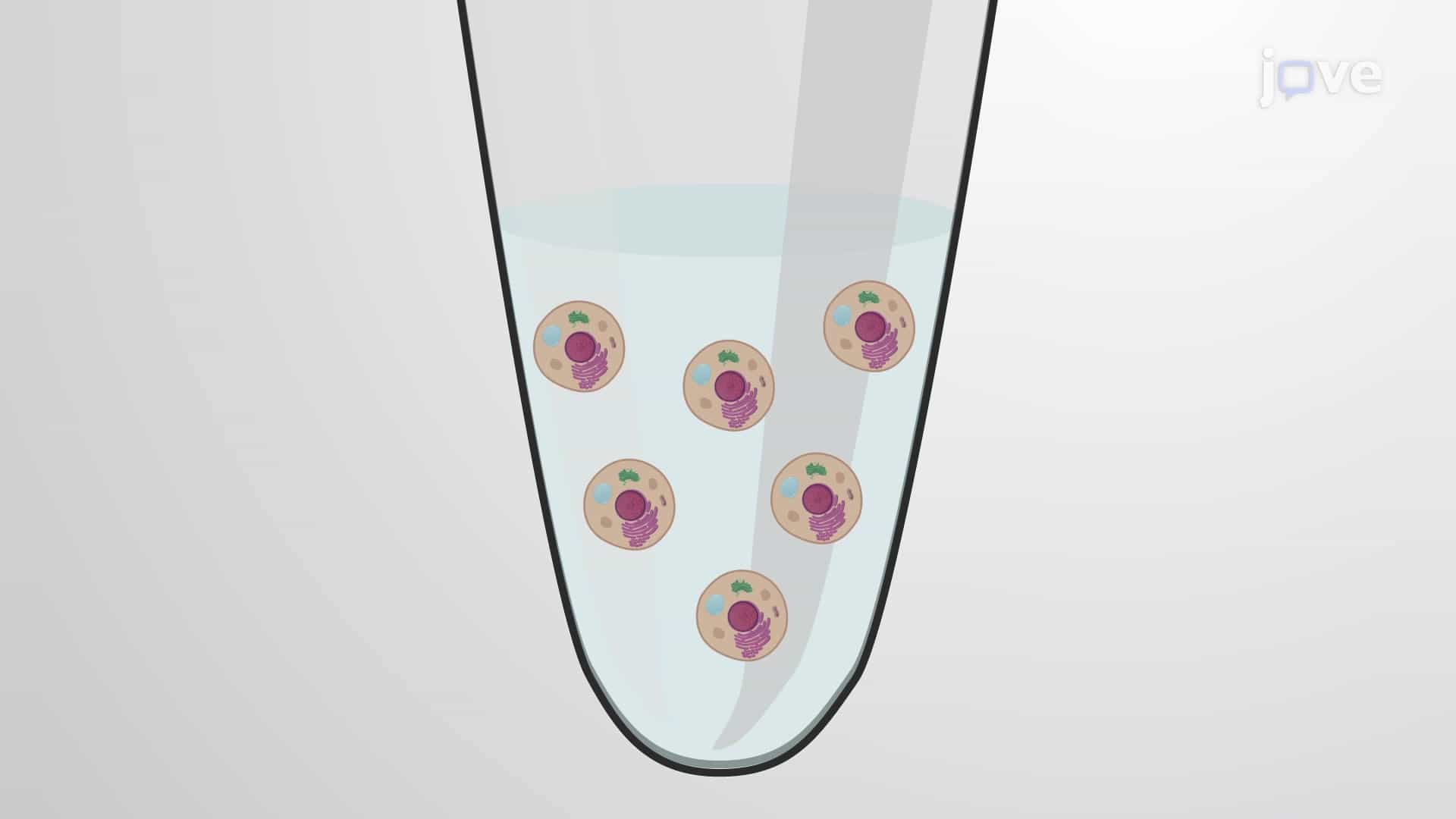 Yeast Two-Hybrid Assay to Determine Protein Self-Association in Yeast Cells