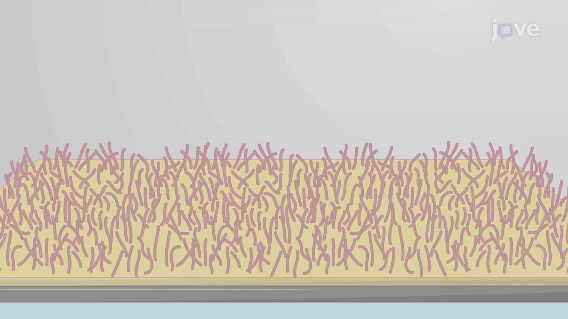 Surface Plasmon Resonance to Study Biomolecular Interactions Using a Sensor Chip