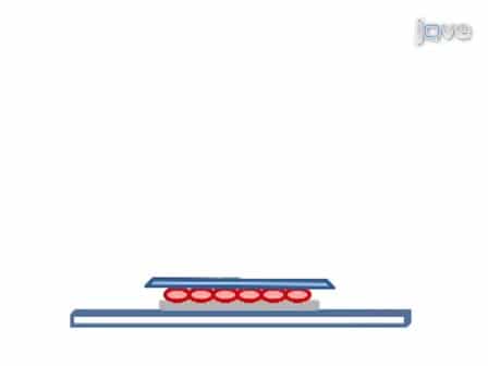 Detection of Neu1 Sialidase Activity in Regulating TOLL-like Receptor Activation