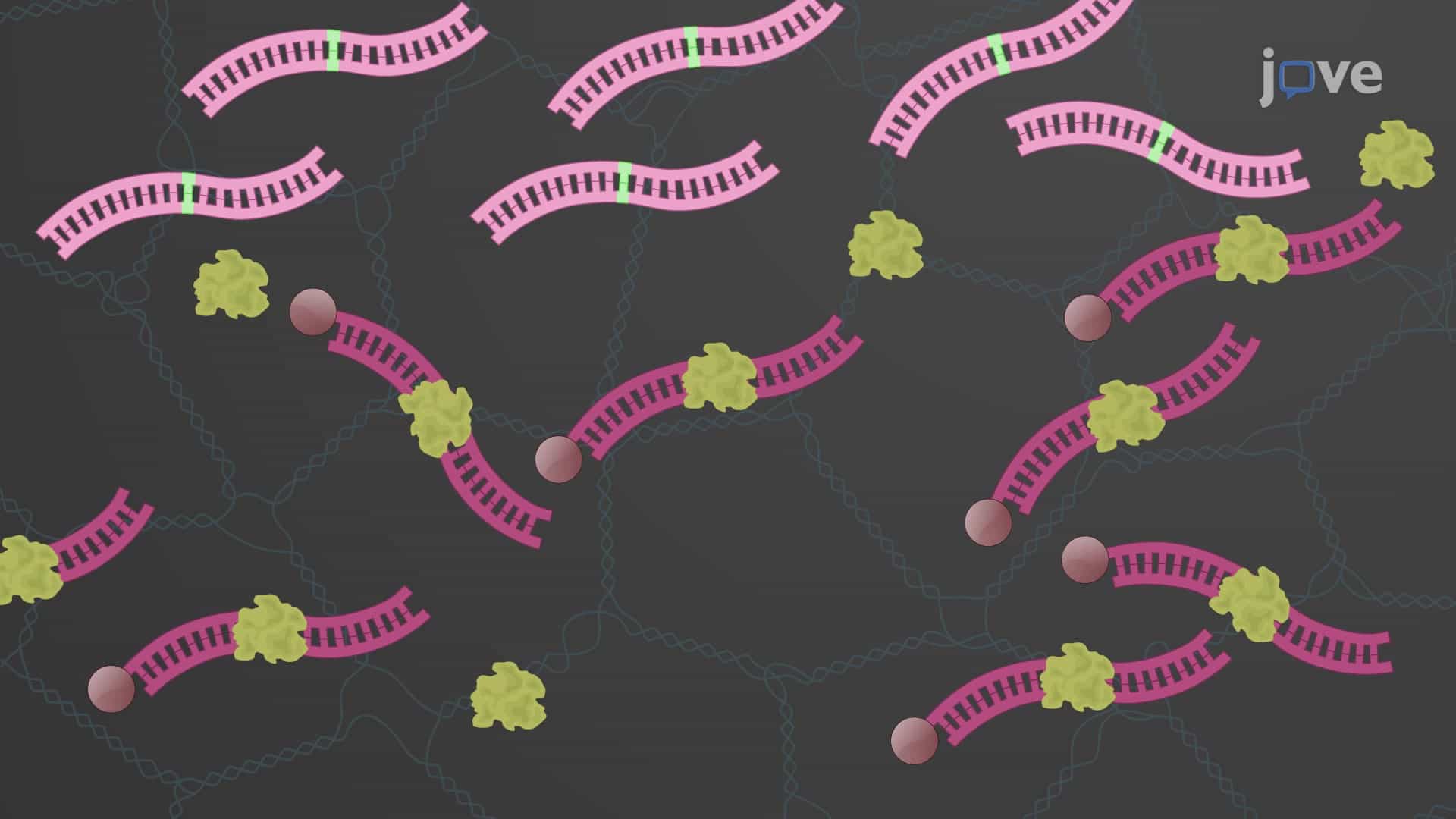 Fluorescence Anisotropy to Determine Transcription Factor-DNA Binding Affinity