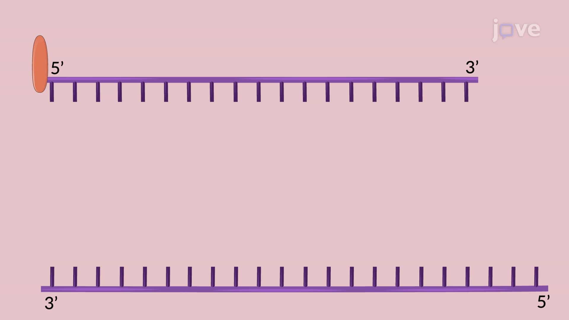 Helicase Activity Measurement of a Target Protein Using Biotin-Labeled RNA Duplexes