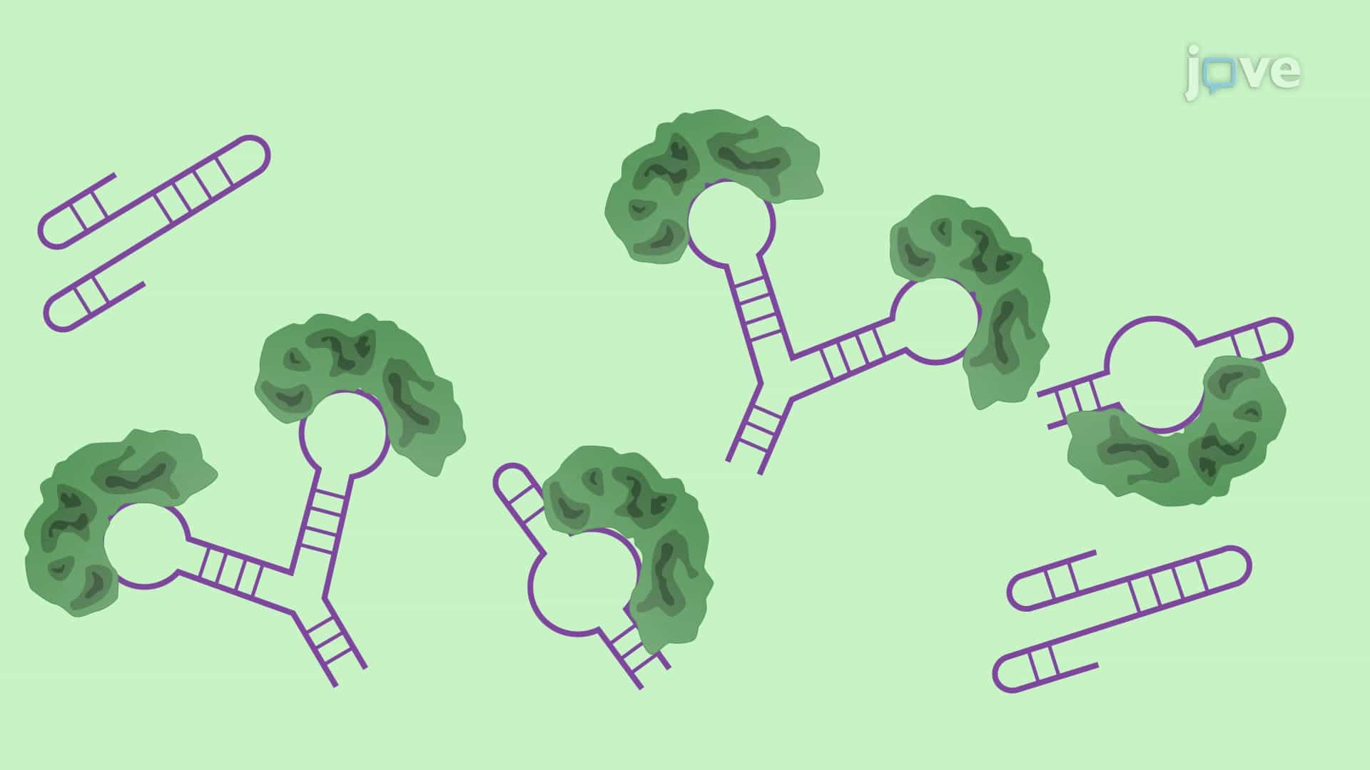 SELEX-Based In Vitro Binding Assay to Identify RNA-Protein Interactions
