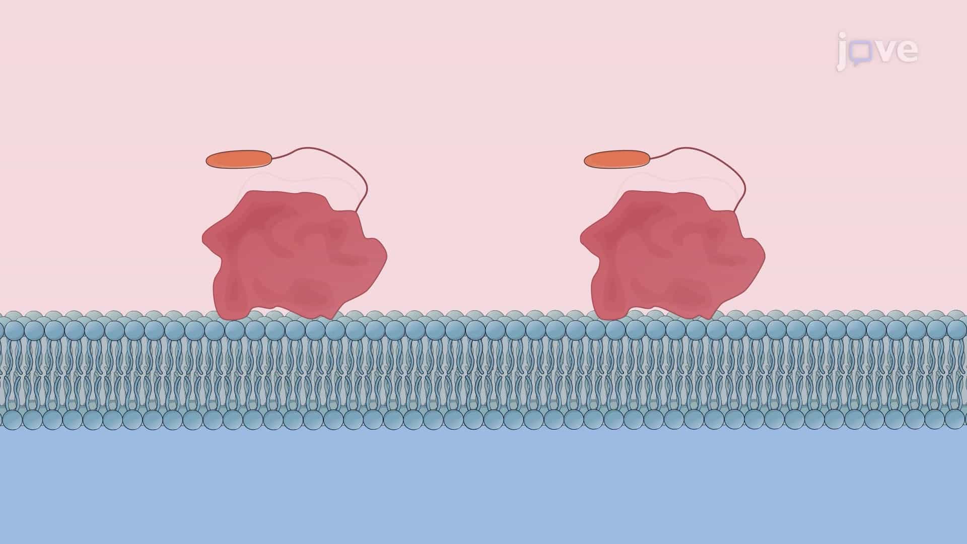 Dissipative Microgravimetry Technique to Study Protein-Lipid Bilayer Interaction