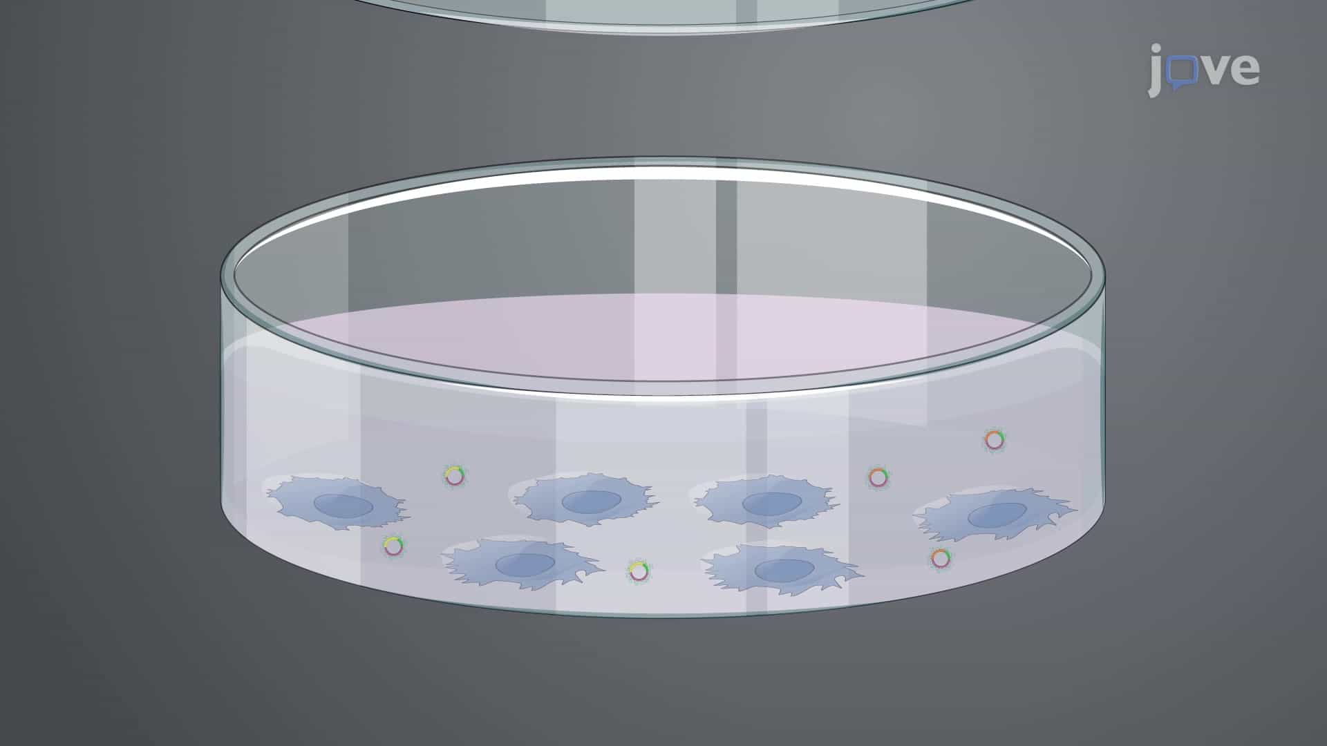 Bimolecular Complementation Affinity Purification to Isolate Two Interacting Proteins