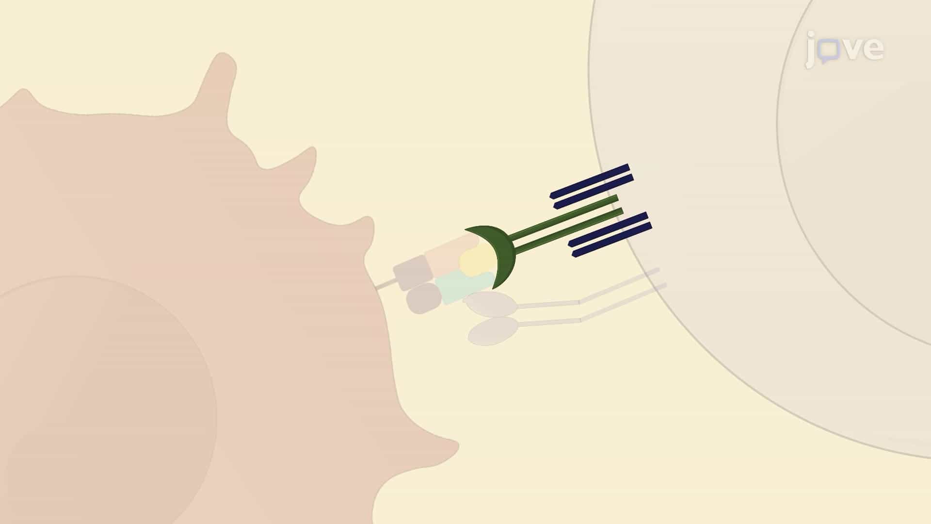 Biomembrane Force Probe to Quantitate Receptor-Ligand Interactions