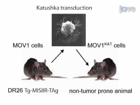 An Orthotopic Model of Serous Ovarian Cancer in Immunocompetent Mice for in vivo Tumor Imaging and Monitoring of Tumor Immune Responses