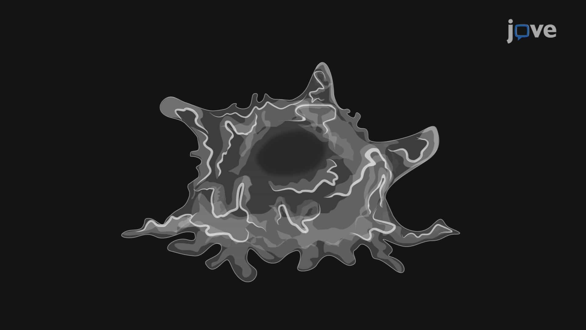 Quantification of Membrane Ruffle Formation Using Scanning Electron Microscopy