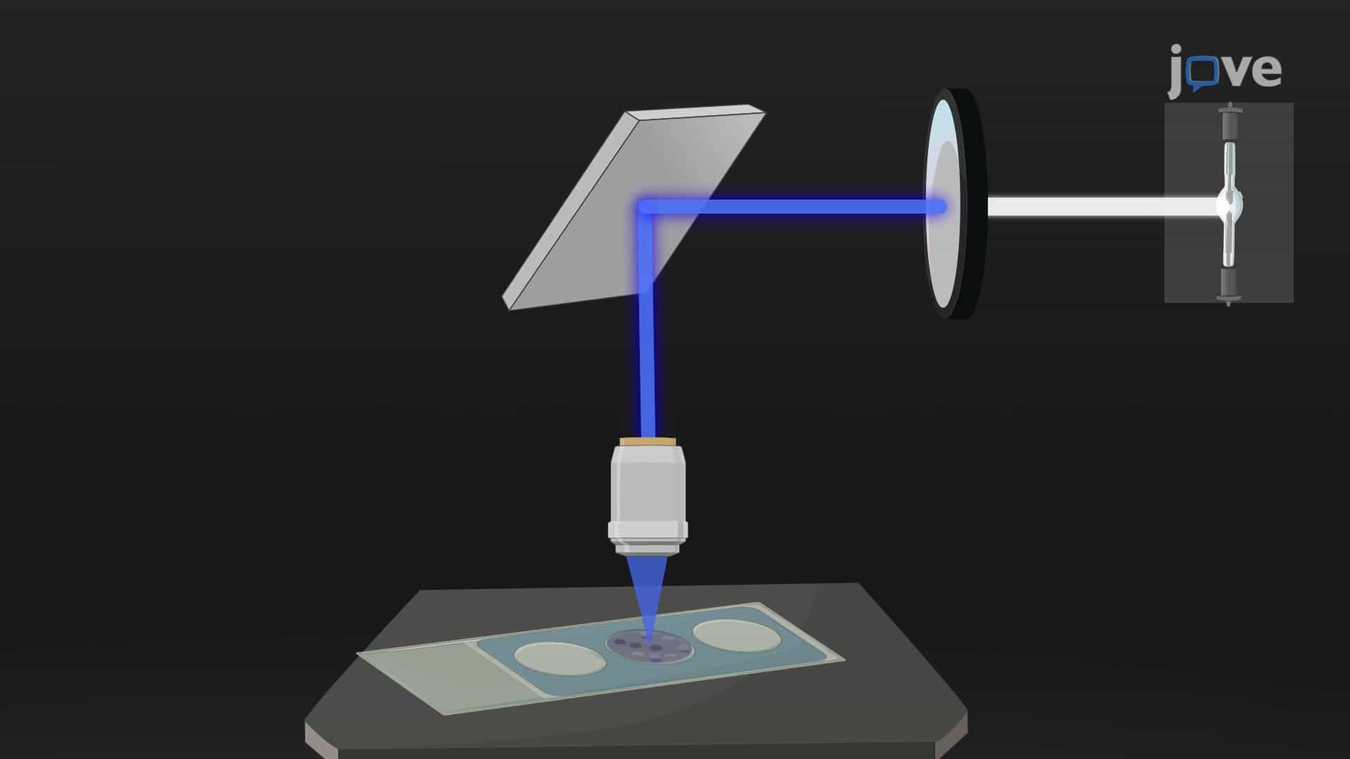 Immunofluorescence Microscopy for the Analysis of DNA Double-Strand Breaks