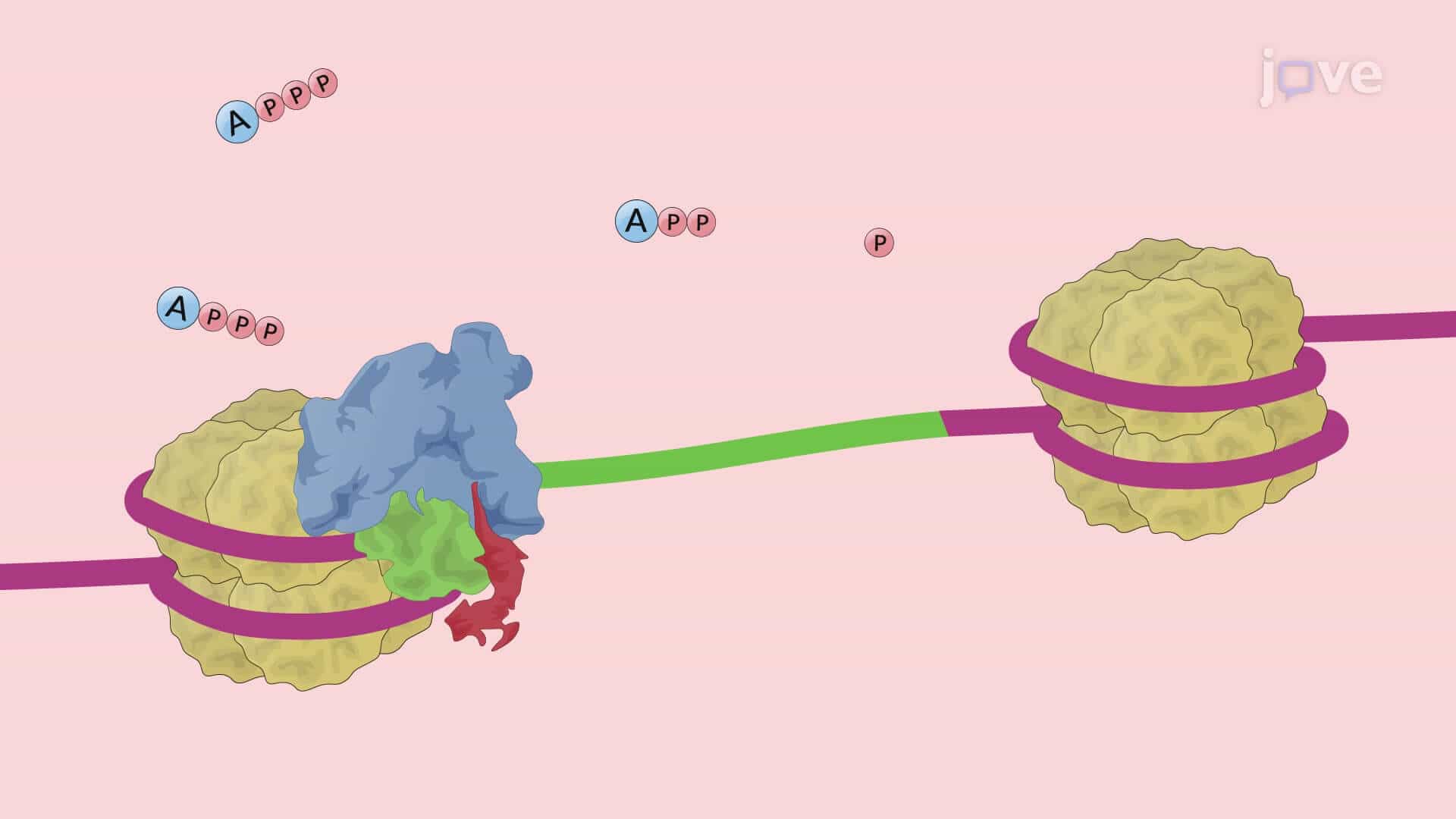 The Circular Dichroism Spectroscopy Technique to Study DNA-Protein Interactions
