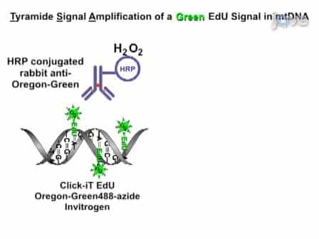 Visualization of Mitochondrial DNA Replication in Individual Cells by EdU Signal Amplification