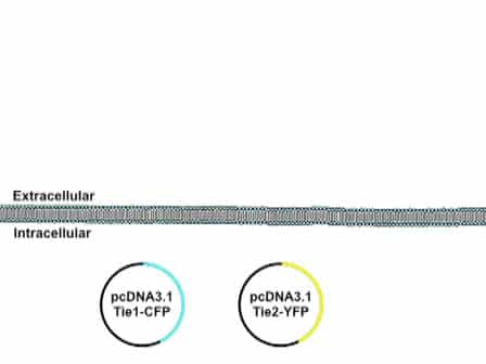 Imaging Protein-protein Interactions in vivo