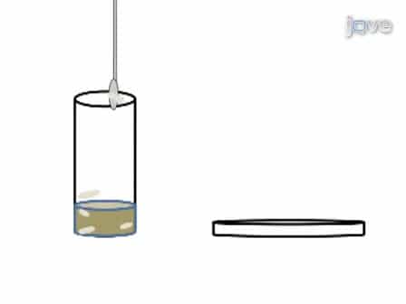 In vivo Visualization of Synaptic Vesicles Within Drosophila Larval Segmental Axons