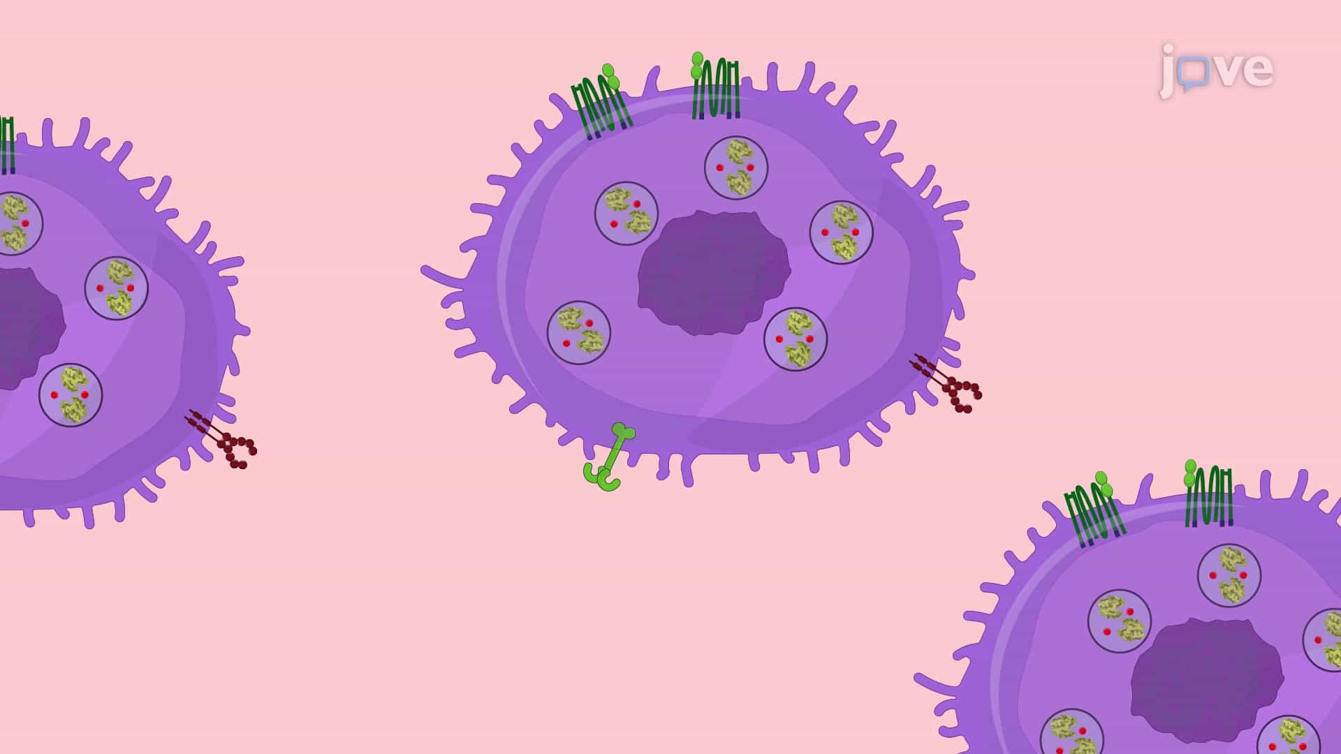 Mast Cell Degranulation Assay to Study the Effect of a Target Chemical