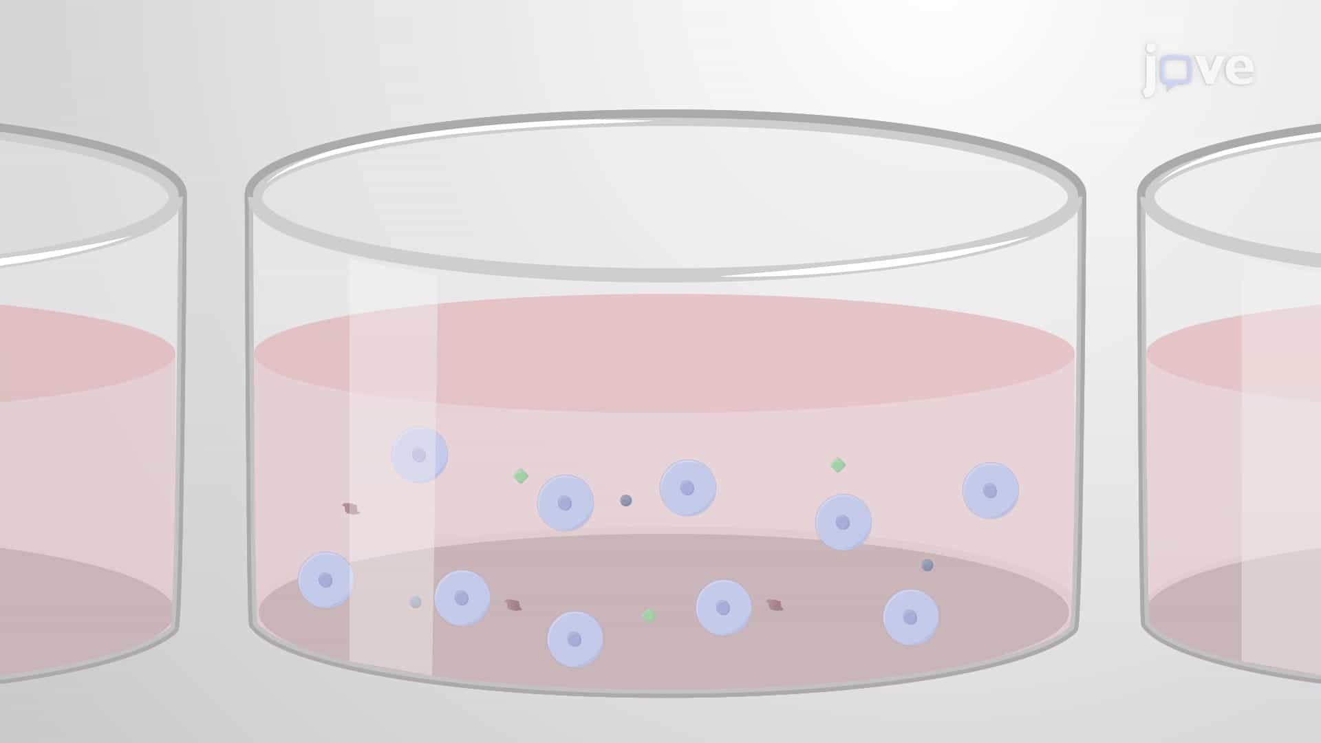Differentiation of Human-Induced Pluripotent Stem Cells into Macrophages