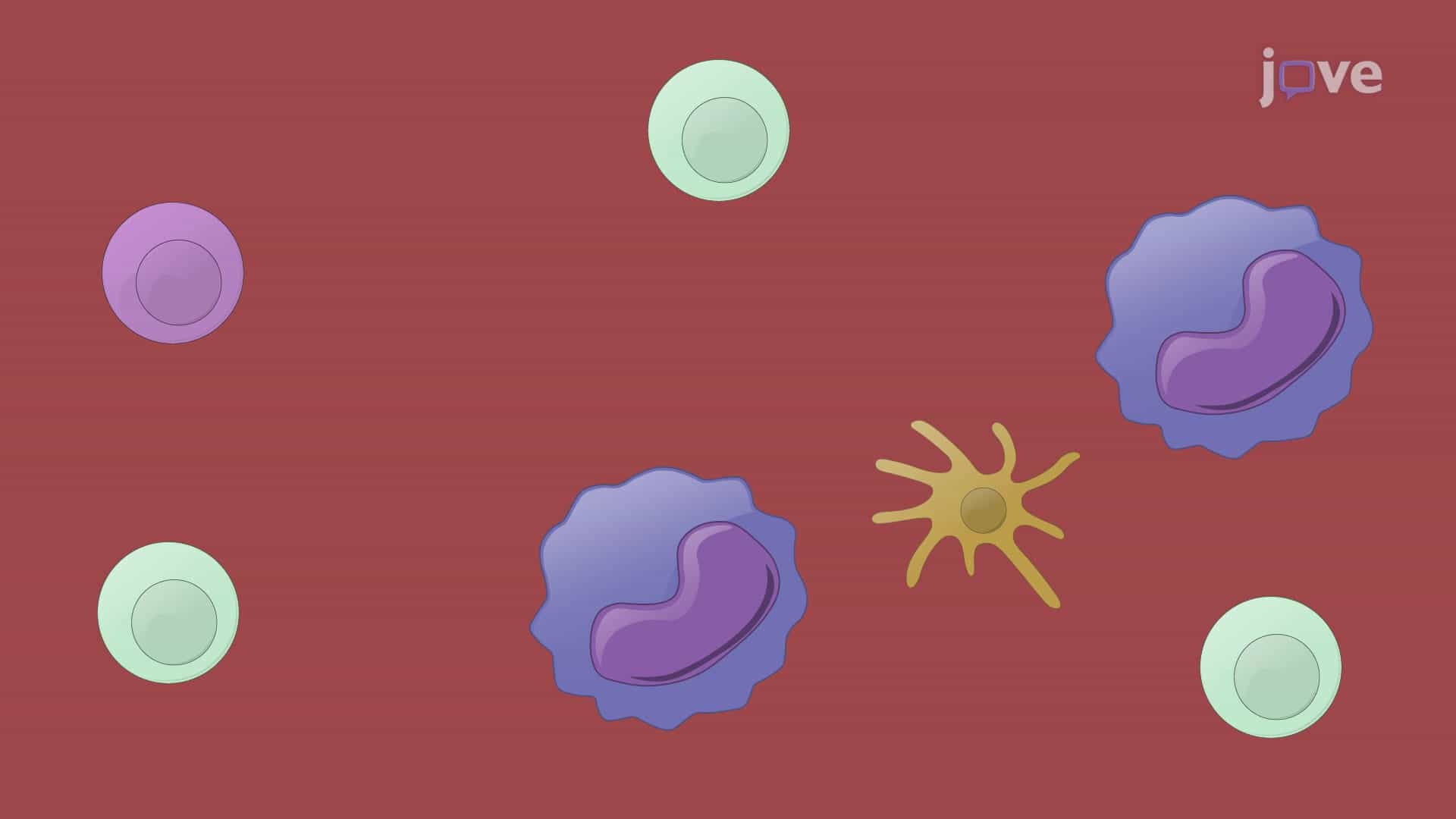 Isolation of Peripheral Blood Mononuclear Cells from Human Buffy Coats