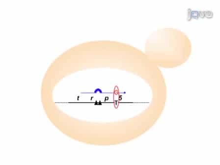 Generation of RNA/DNA Hybrids in Genomic DNA by Transformation using RNA-containing Oligonucleotides
