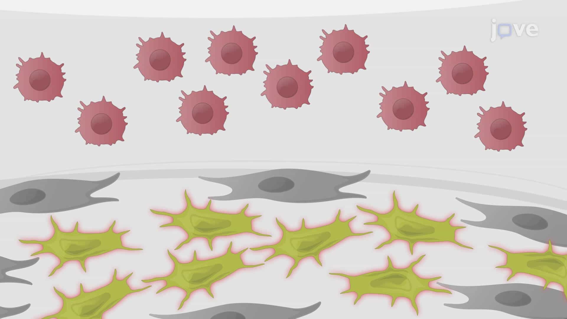 In Vitro Generation of Plasmacytoid Dendritic Cells from Common Lymphoid Progenitors