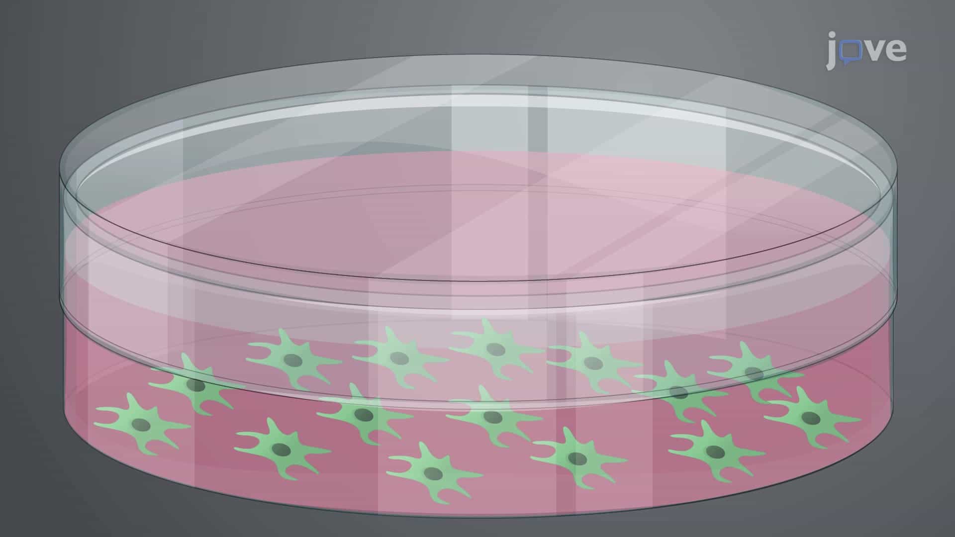 Isolation and Culture of Bone Marrow Stromal Cells from a Mouse Tibia