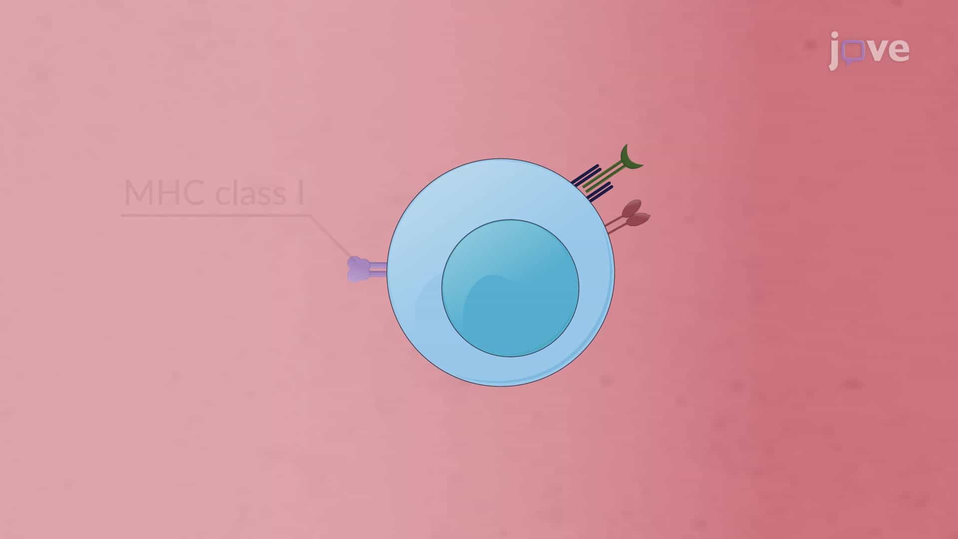 Three-Dimensional Thymic Culture System to Generate iPSC-Derived Thymic Emigrants