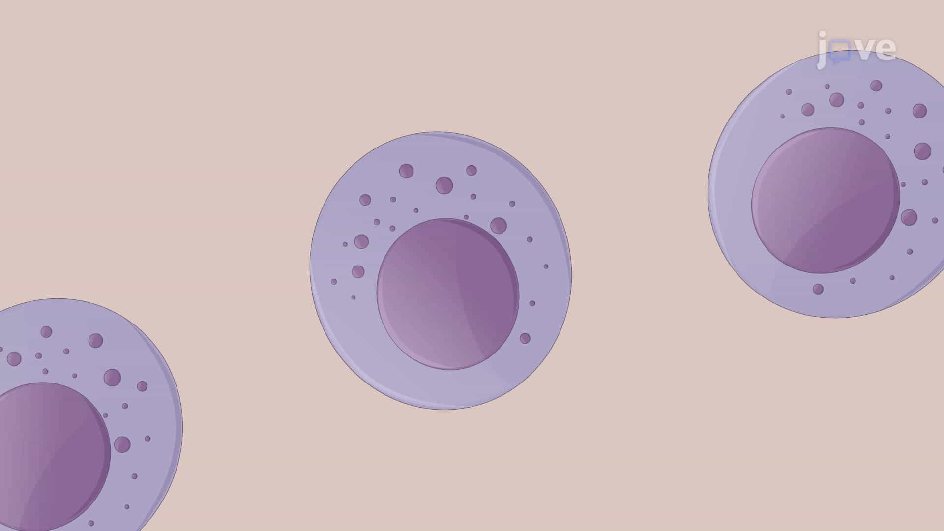Natural Killer Cell Isolation from Liver Tissue for Selective Expansion