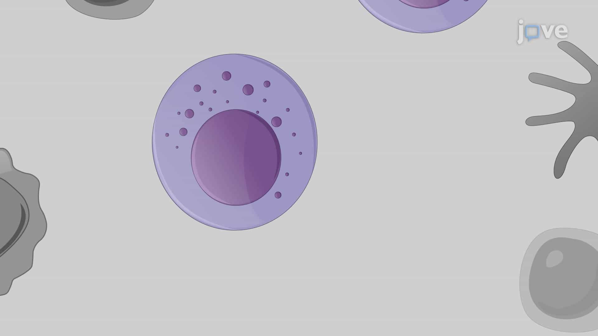 Ex Vivo Expansion of Natural Killer Cells from Peripheral Blood Mononuclear Cells