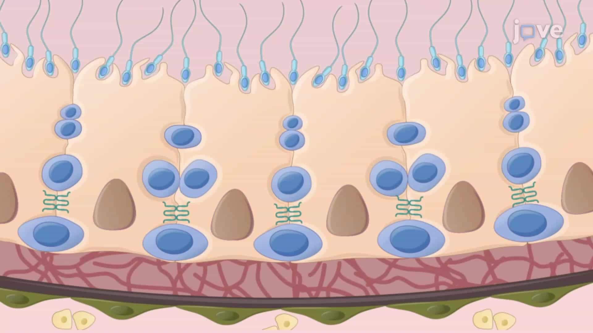 Isolation of Immune Regulatory Sertoli Cells from Mouse Seminiferous Tubules