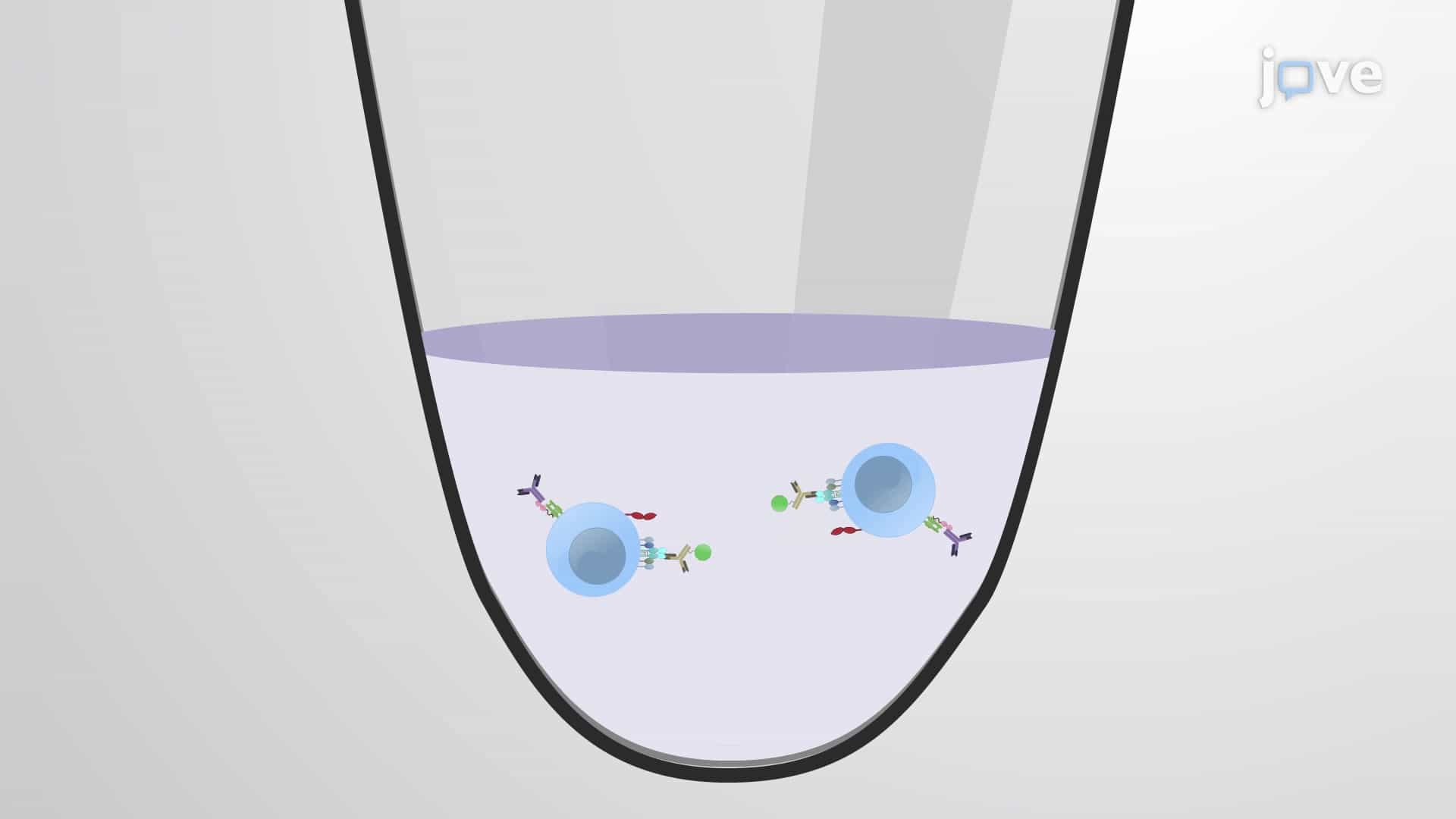 Selective Isolation of CD4+ V&delta;1+ &gamma;&delta; T Cells from Human Peripheral Blood Mononuclear Cells
