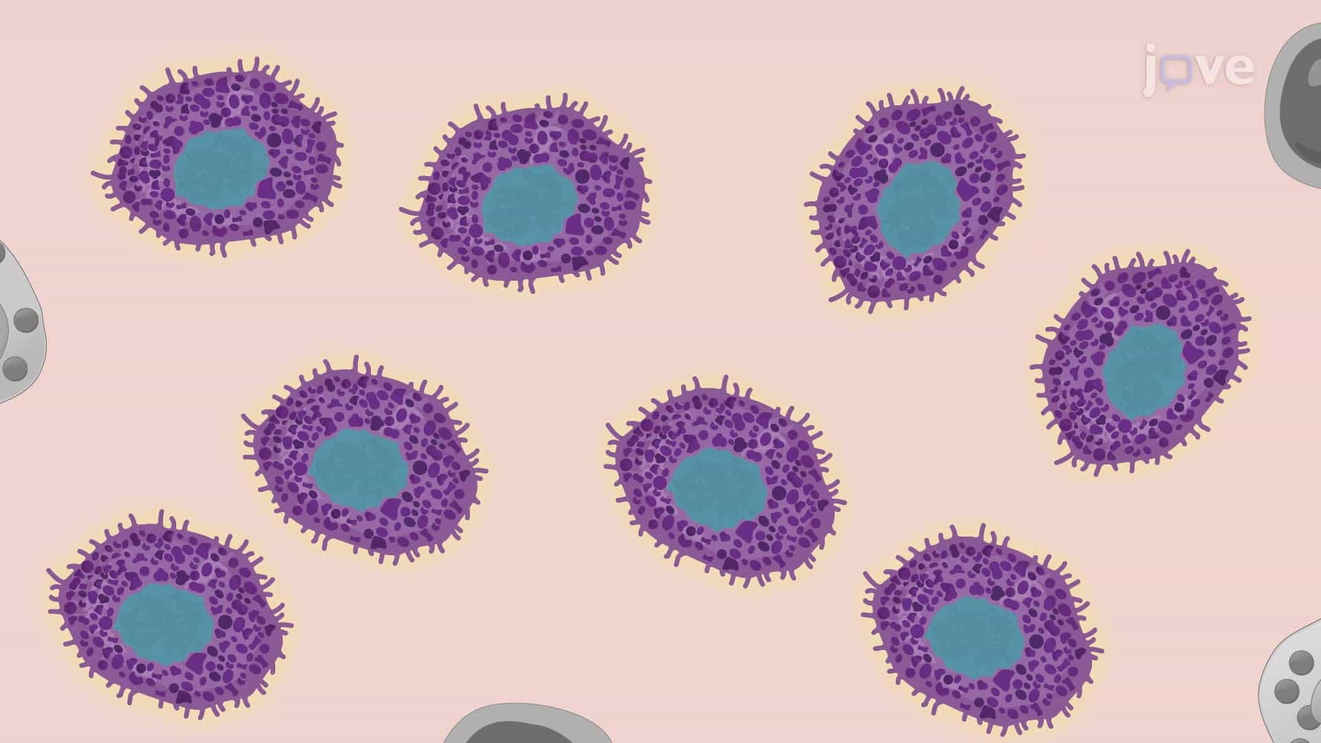 A Technique to Isolate Primary Mast Cells from a Murine Peritoneal Cavity
