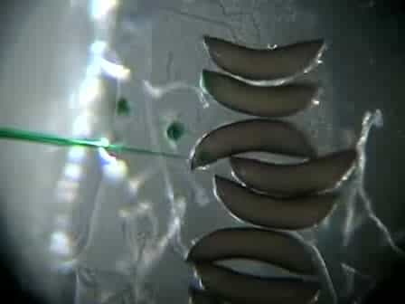 Injection of An. stephensi Embryos to Generate Malaria-resistant Mosquitoes