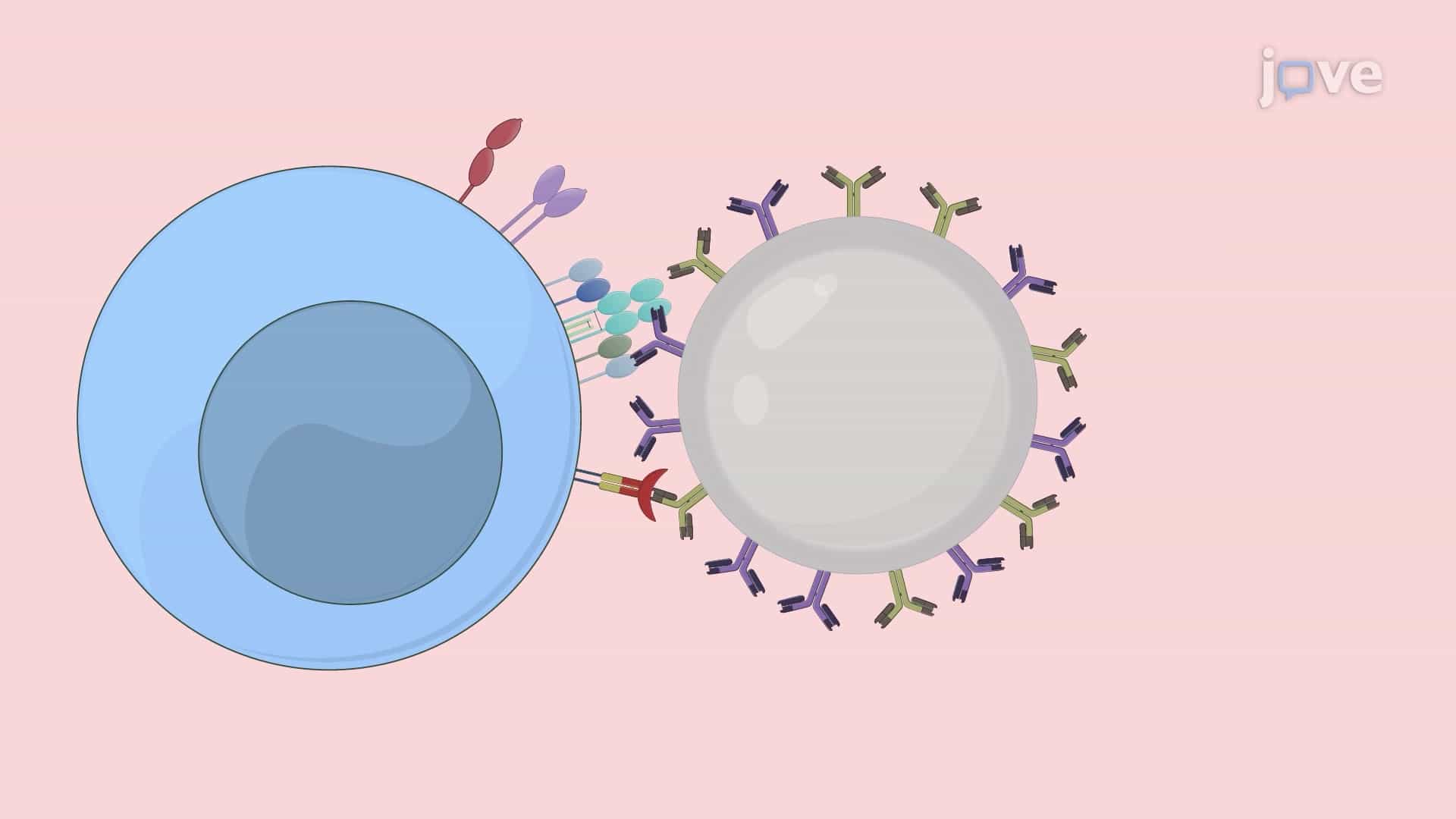 Identifying Kinase Inhibitors that Modulate the Thymocyte Response to Strong TCR Signals