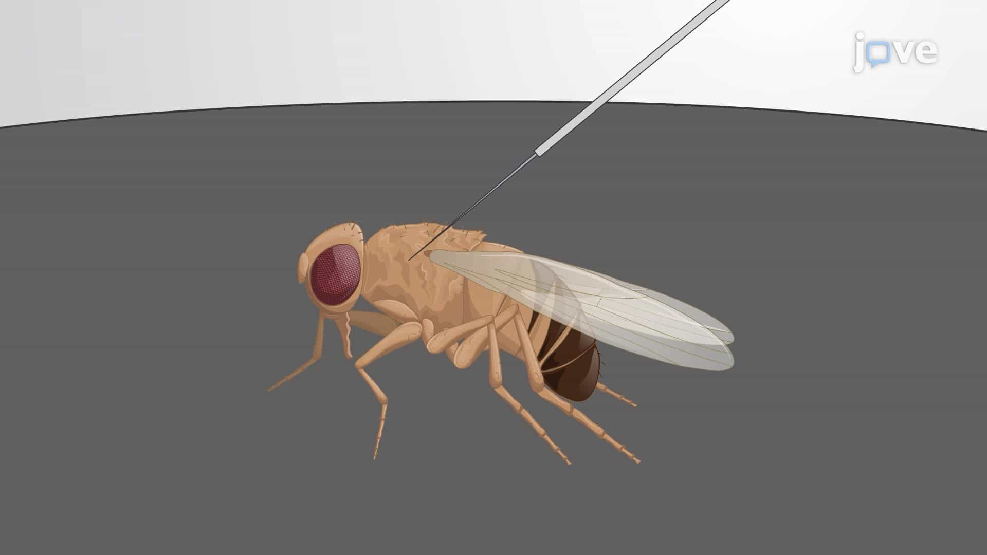 Intrathoracic Viral Nano-Injection to Study Host-Virus Interactions in Adult Flies
