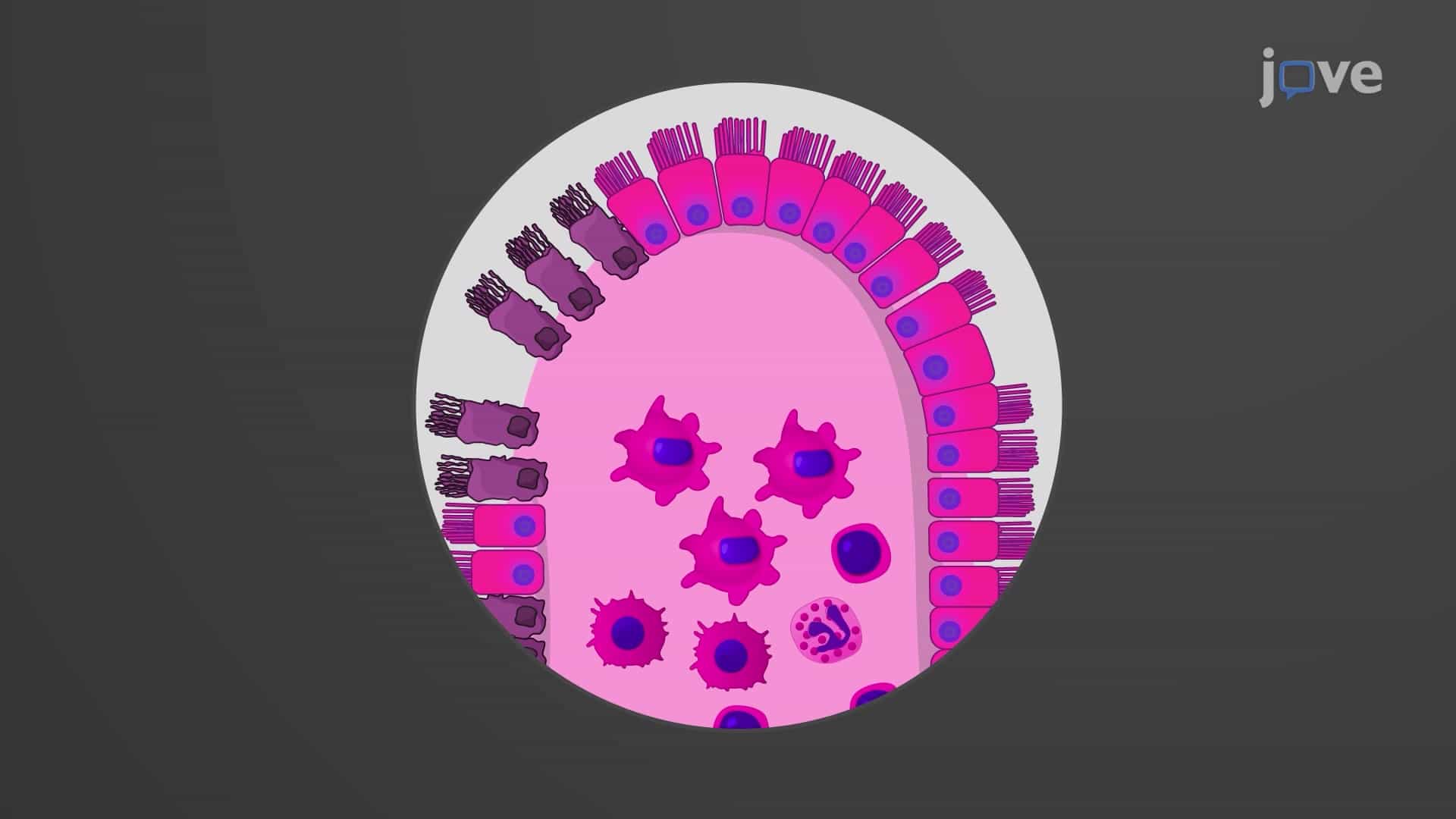 Hematoxylin and Eosin Staining to Assess Colon Damage in DSS-Induced Colitis